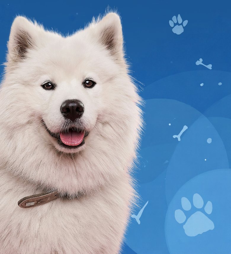 Smiling white Samoyed dog
